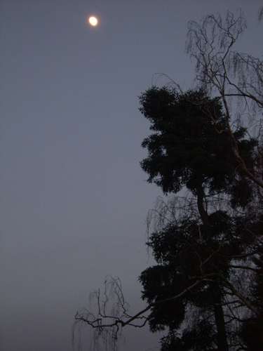 Tristesse de la nature
