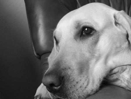 Mon chien