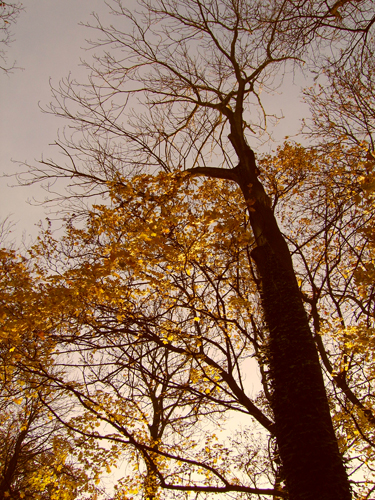 Automne