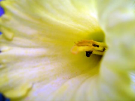 Fleur