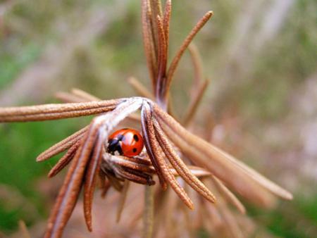 Coccinelle