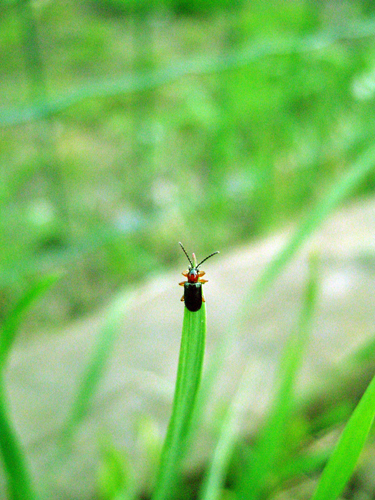 Insecte