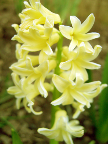 Fleur
