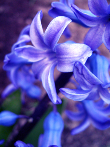 Fleur