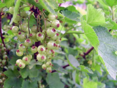 Groseilles