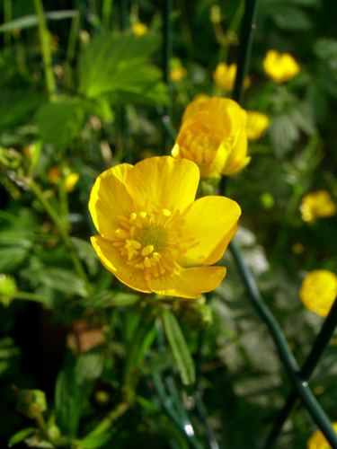 Bouton d'or