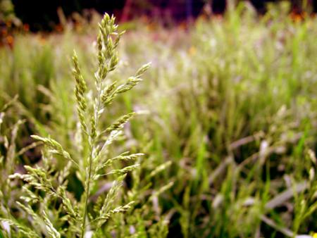 Herbe
