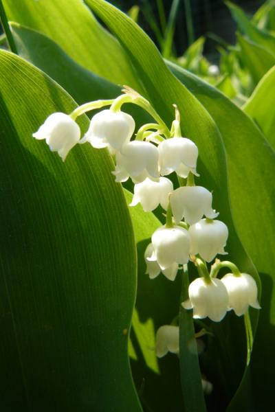 Muguet