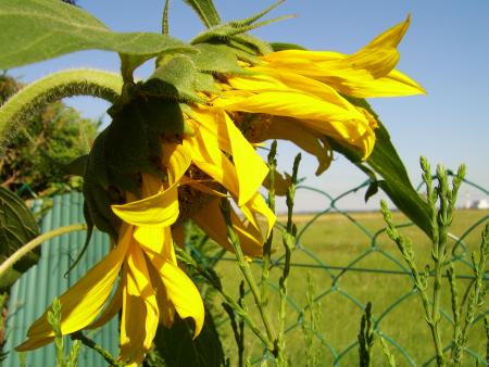 Tournesol