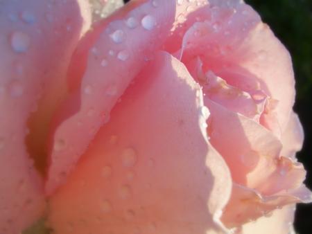Rose rosée