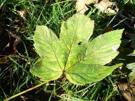 Feuille d'automne