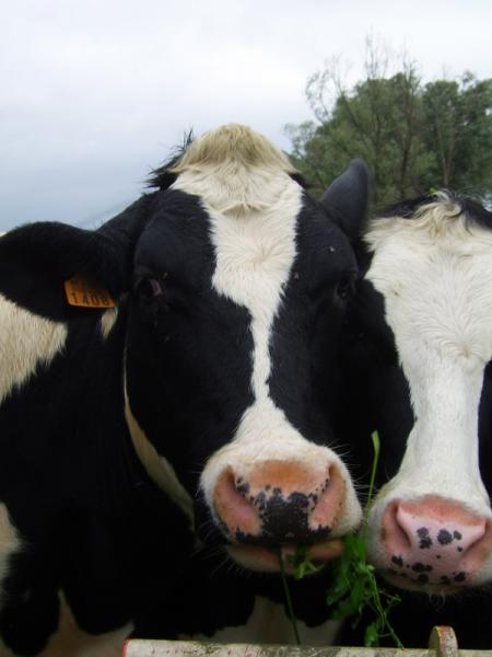 Vaches